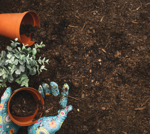 Dłonie które zasadzają kiwat w doniczce
